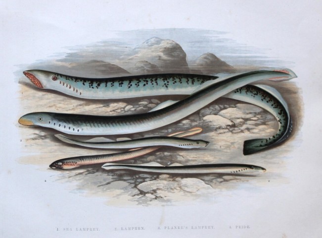 Rev Houghton - Lampreys 1895