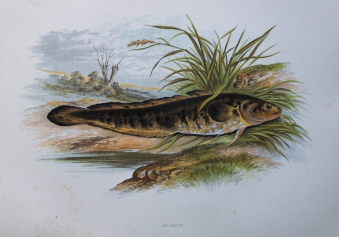 Rev Houghton - Burbot 1895