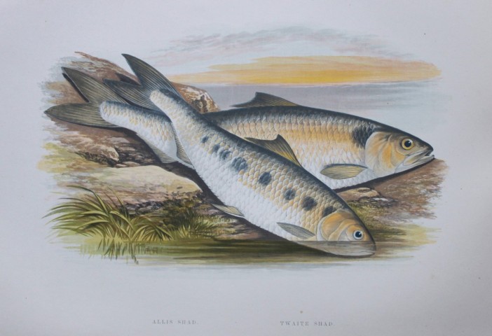 Rev Houghton - Allis Shad and Twaite Shad 1895