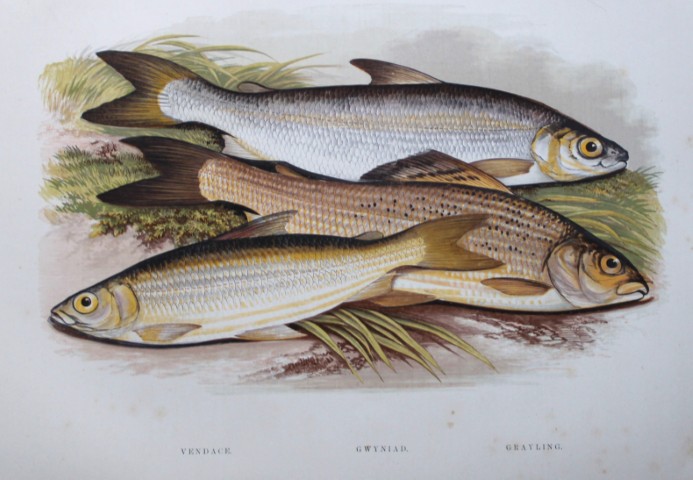 Rev Houghton - Vendace, Gwyniad and Grayling 1895