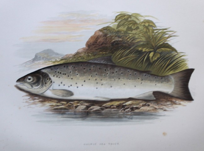 Rev Houghton - Galway Sea Trout 1895