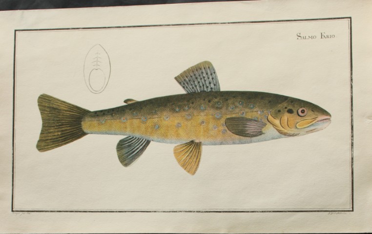 Marcus Bloch - Salmo Fario or Brown Trout 1785