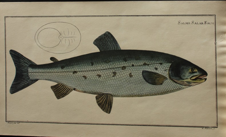 Marcus Bloch - Salmo Salar or Atlantic Salmon 1785