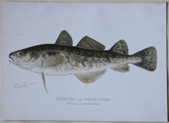 Sherman Denton - Tomcod c1895