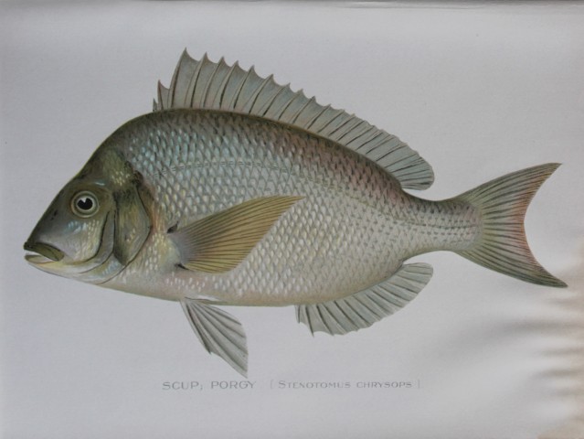Sherman Denton - Scup Porgy c1895