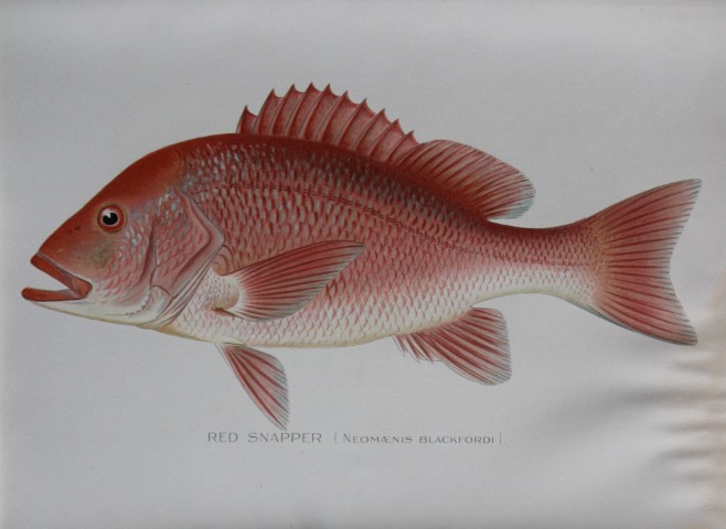 Sherman Denton - Red Snapper c1895