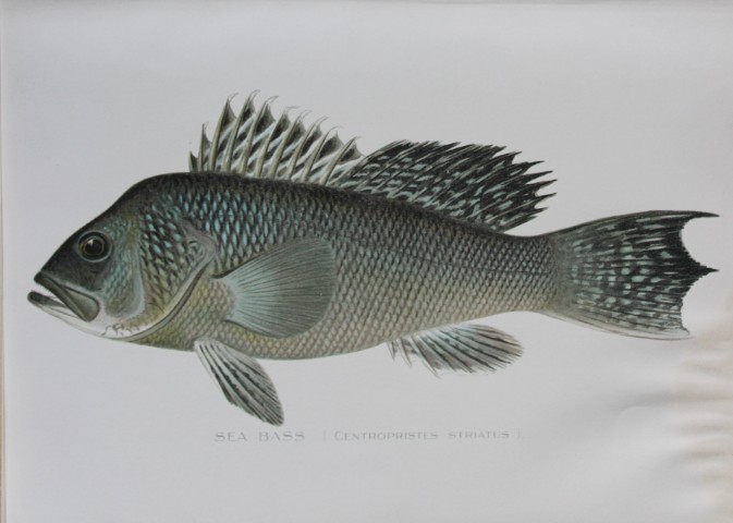 Sherman Denton - Sea Bass c1895