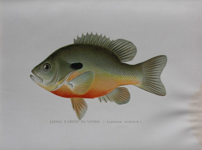 Sherman Denton - Lond Eared Sunfish c1895