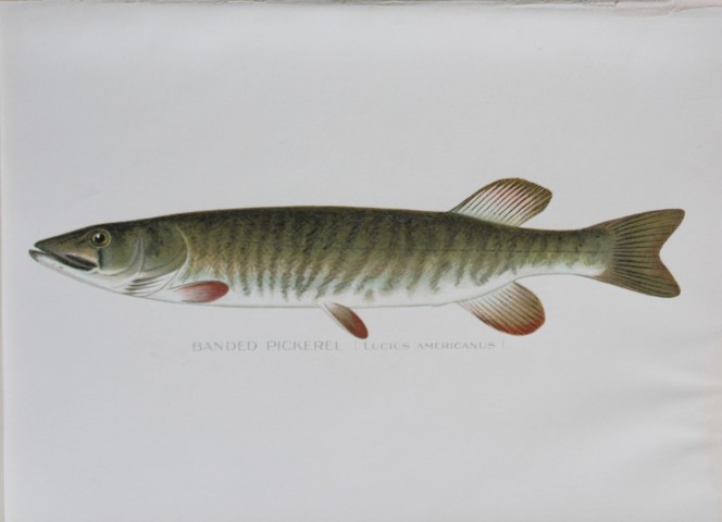 Sherman Denton - Banded Pickerel c1895