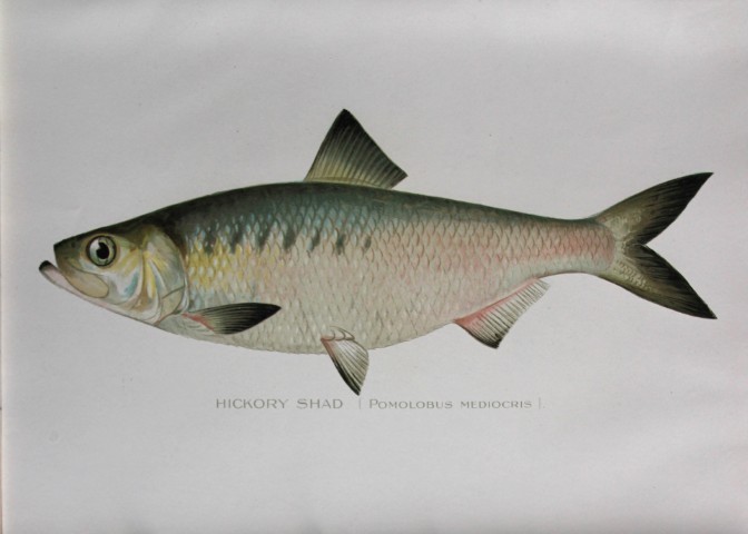 Sherman Denton - Hickory Shad c1895