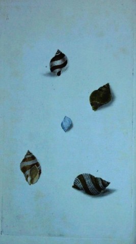 Edward Donovan - Hand-coloured engraving of shells 1800