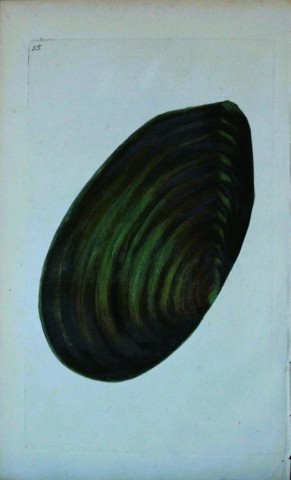 Edward Donovan - Hand-coloured engraving of shells 1800