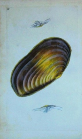 Edward Donovan - Hand-coloured engraving of shells 1800