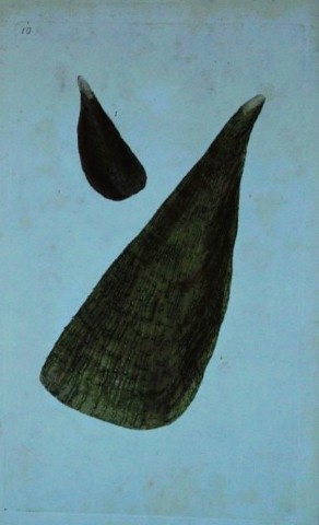 Edward Donovan - Hand-coloured engraving of shells 1800