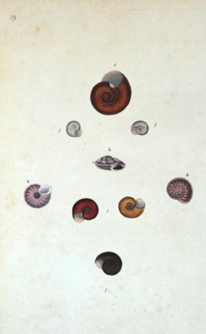Edward Donovan - Hand-coloured engraving of shells 1800
