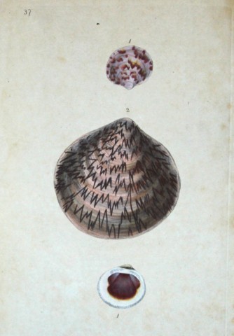 Edward Donovan - Hand-coloured engraving of shells 1800