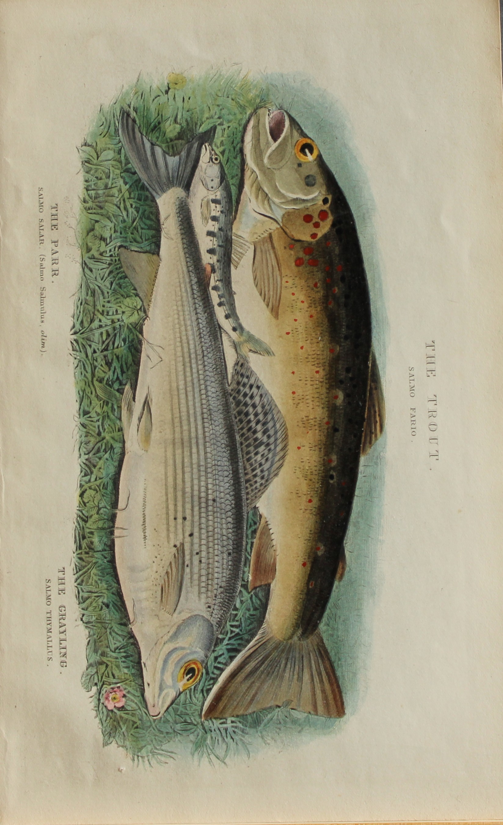 Alfred Ronald - Fly fishing engraving 1868