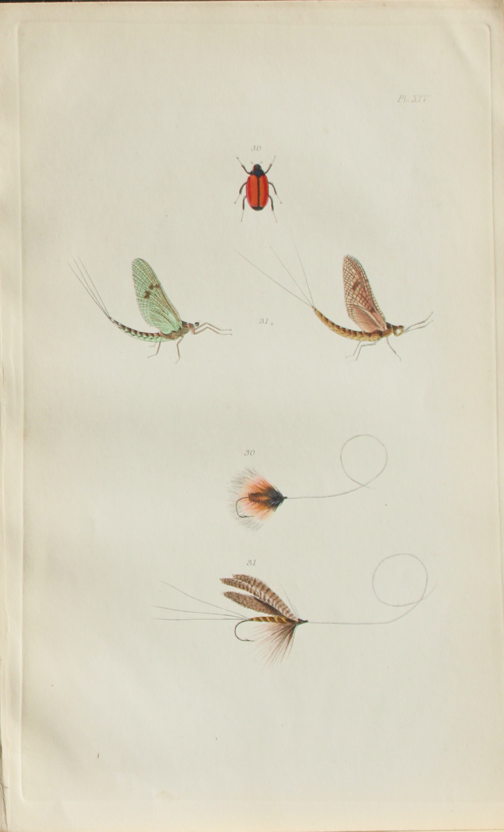Alfred Ronald - Fly fishing engraving 1868