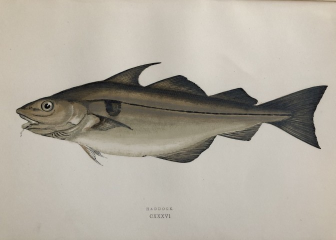 Jonathan Couch - Hand coloured print of the Haddock 1877
