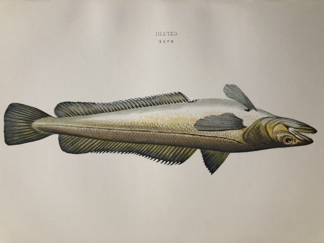 Jonathan Couch - Hand coloured print of the Hake 1877