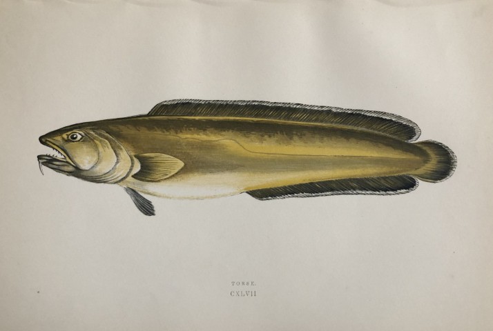Jonathan Couch - Hand coloured print of the Torsk 1877