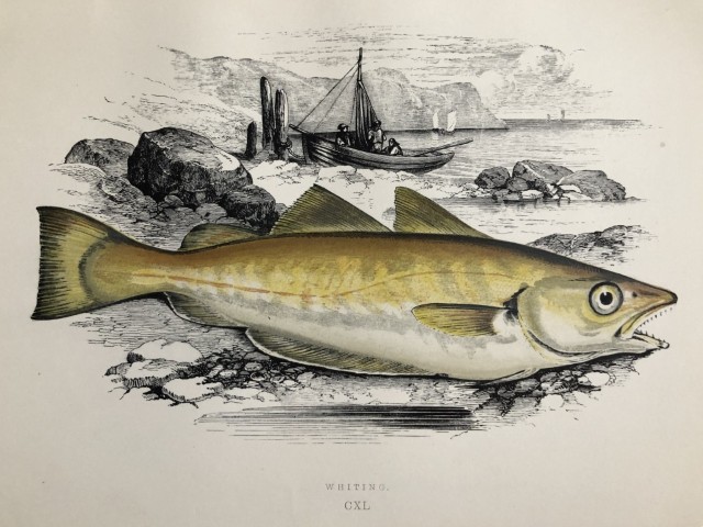 Jonathan Couch - Hand coloured print of the Whiting 1877