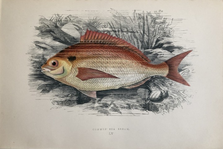 Jonathan Couch - Hand coloured print of the Common Sea Bream 1877