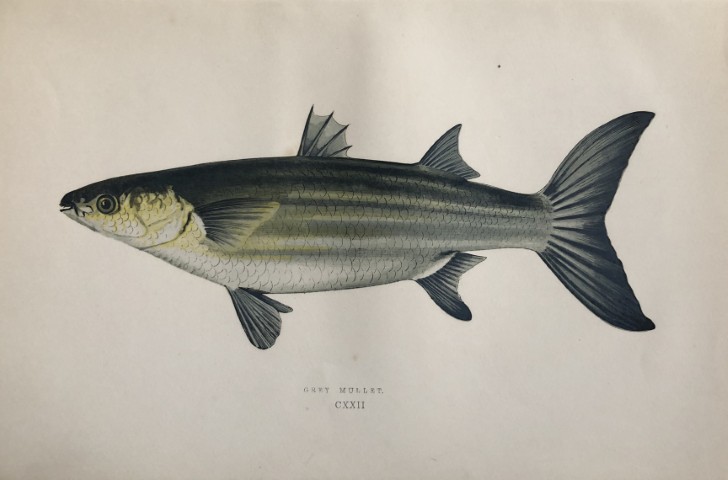 Jonathan Couch - Hand coloured print of the Grey Mullet 1877