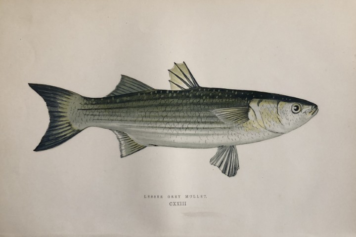Jonathan Couch - Hand coloured print of the Lesser Grey Mullet 1877