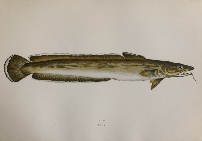 Jonathan Couch - Hand coloured print of the Ling 1877