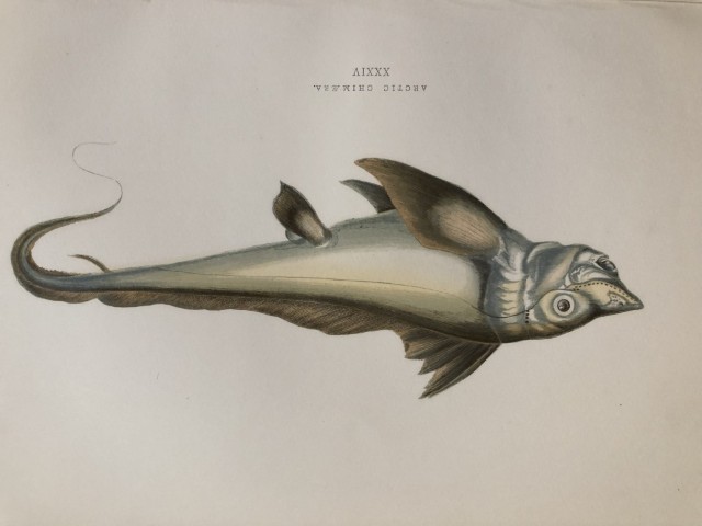 Jonathan Couch - Hand coloured print of the Arctic Chimera 1877