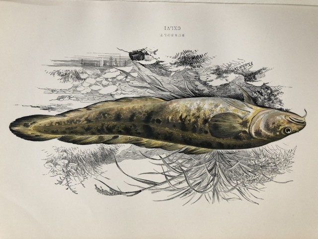 Jonathan Couch - Hand coloured print of the Burbolt 1877