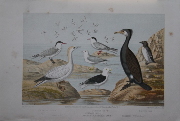 L Lloyd -  Terns and Gulls by Korner 1867