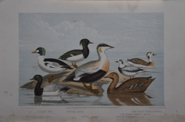 L Lloyd -  Ducks by Korner 1867