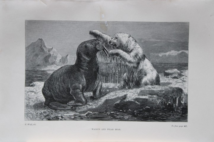 L Lloyd -  Walrus and Polar Bear by J Wolf 1867