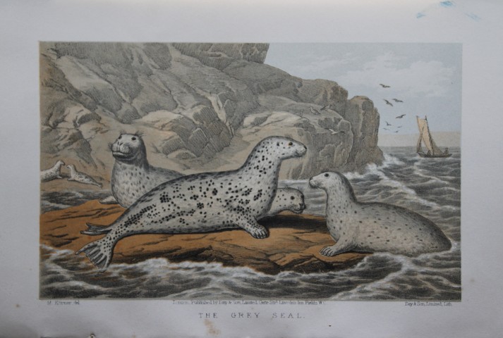 L Lloyd -  The Grey Seal by Korner 1867