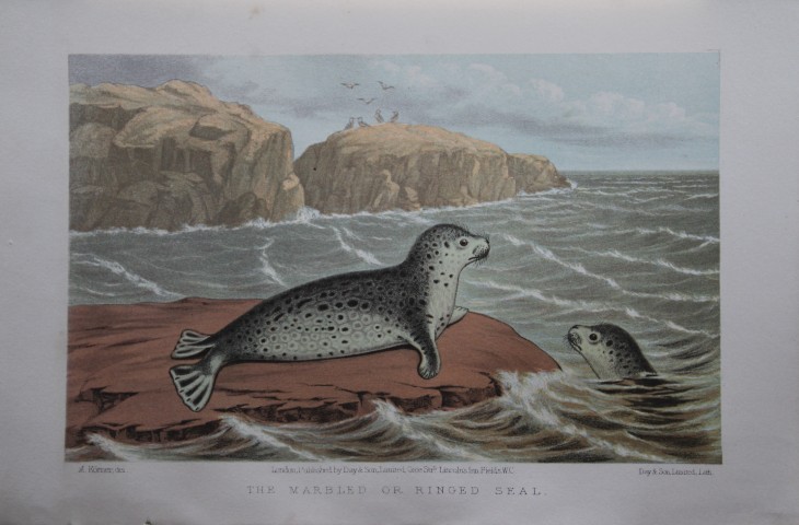 L Lloyd -  The Marble or Ringed Seal by Korner 1867
