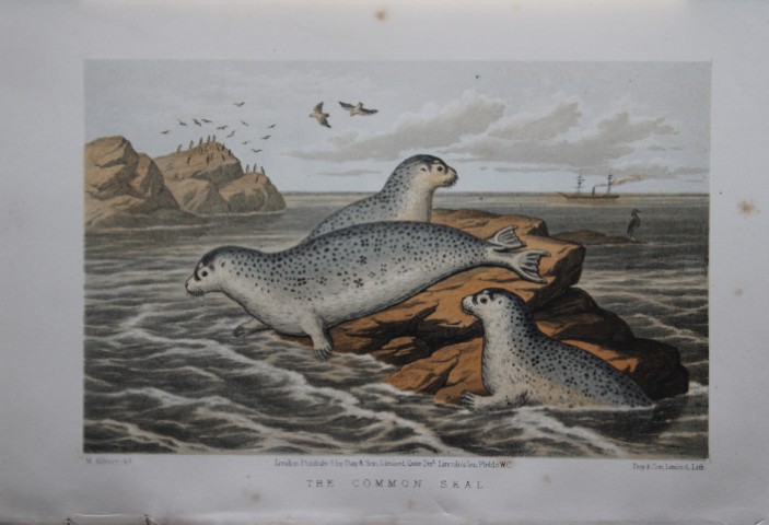 L Lloyd -  The Common Seal by Korner 1867