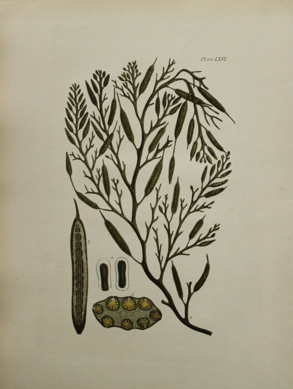 William Harvey - Hand-coloured lithograph of Sea-Weed 1846