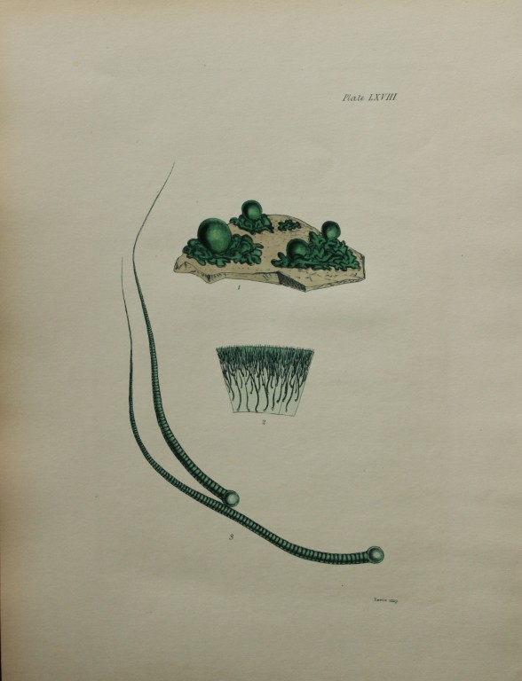 William Harvey - Hand-coloured lithograph of Sea-Weed 1846