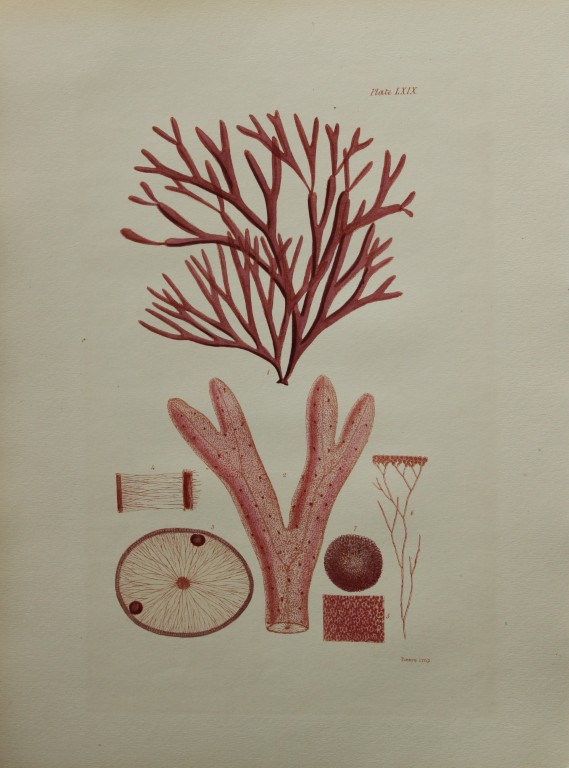 William Harvey - Hand-coloured lithograph of Sea-Weed 1846
