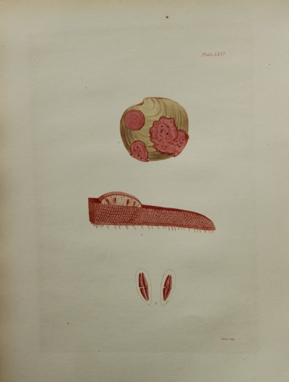 William Harvey - Hand-coloured lithograph of Sea-Weed 1846
