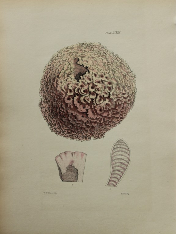 William Harvey - Hand-coloured lithograph of Sea-Weed 1846