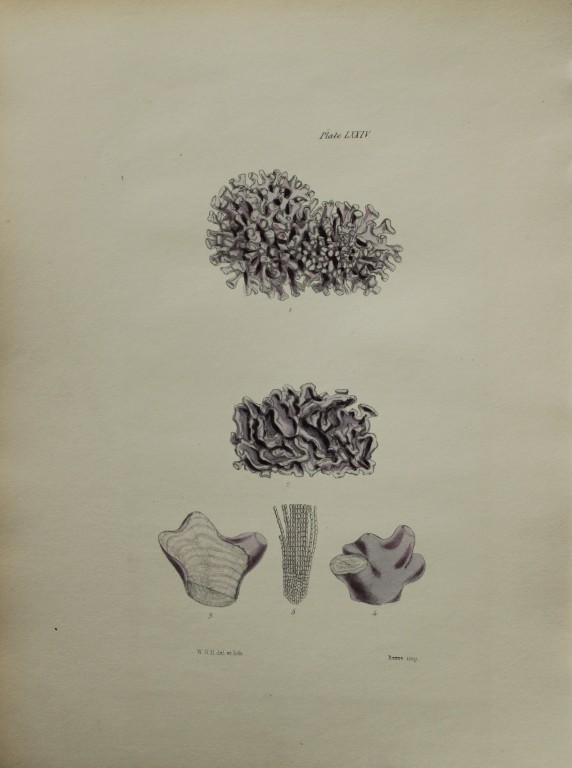 William Harvey - Hand-coloured lithograph of Sea-Weed 1846