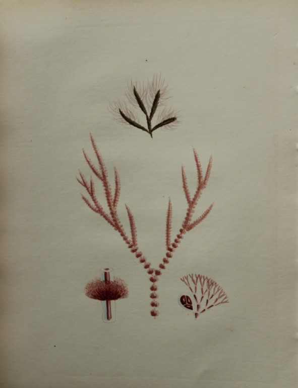 William Harvey - Hand-coloured lithograph of Sea-Weed 1846