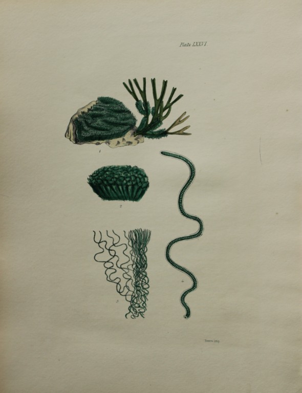 William Harvey - Hand-coloured lithograph of Sea-Weed 1846