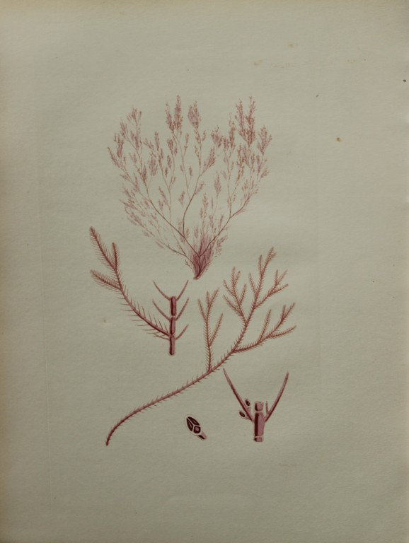 William Harvey - Hand-coloured lithograph of Sea-Weed 1846