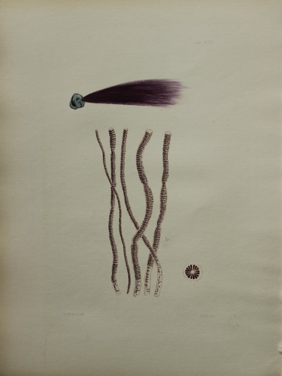 William Harvey - Hand-coloured lithograph of Sea-Weed 1846