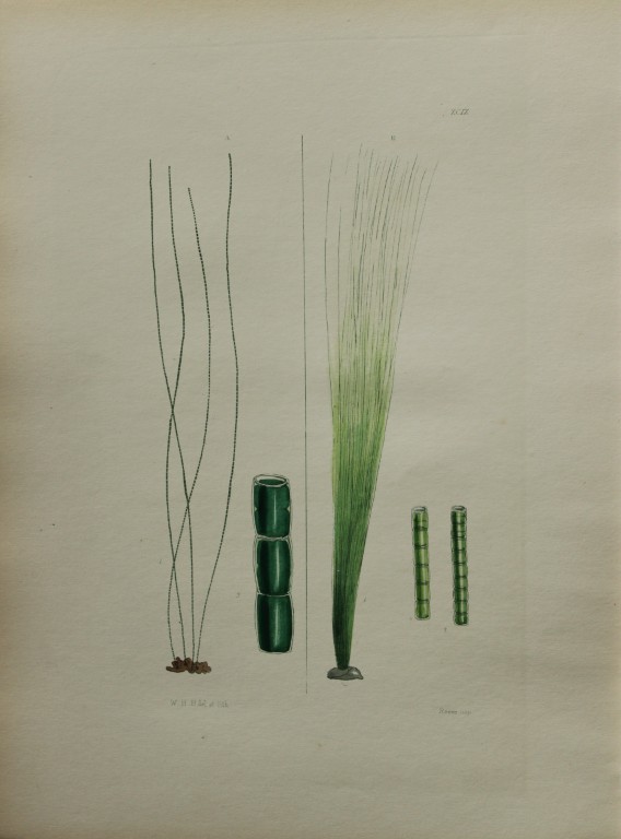 William Harvey - Hand-coloured lithograph of Sea-Weed 1846