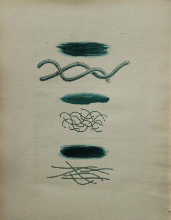 William Harvey - Hand-coloured lithograph of Sea-Weed 1846